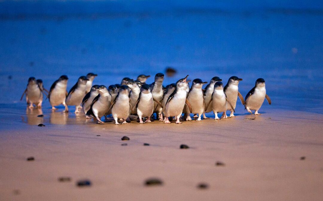 Phillip Island Nature Parks – Project Management Framework