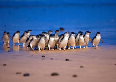 Phillip Island Nature Parks – Project Management Framework